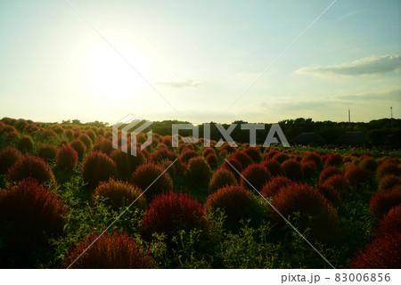 秋のみはらしの丘 コキア 秋のみはらしの丘 コキア 83006856