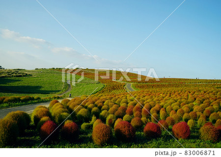 秋のみはらしの丘　コキア 83006871