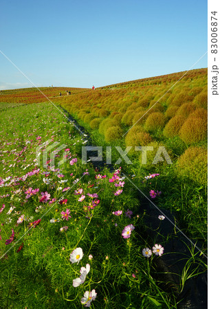 秋のみはらしの丘　コキア 83006874