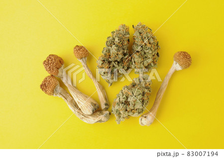 Psychedelic trip, CBD recreation. Dried psilocybe mushrooms and marijuana buds on yellow background 83007194