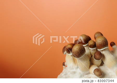 Micro growing of Psilocybe Cubensis mushrooms on orange background. 83007344