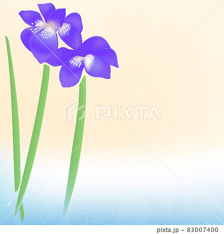 花の水紫色背景イラスト あやめ のイラスト素材