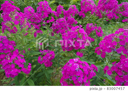 松代の棚田 松代の棚田 83007457