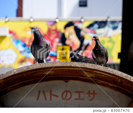鳩の餌売り場の屋根に集う鳩たち 鳩の餌売り場の屋根に集う鳩たち 83007470