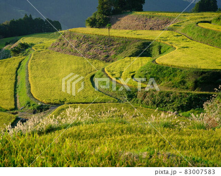 高知土佐郡の黄金色に輝く高須の棚田 高知土佐郡の黄金色に輝く高須の棚田 83007583