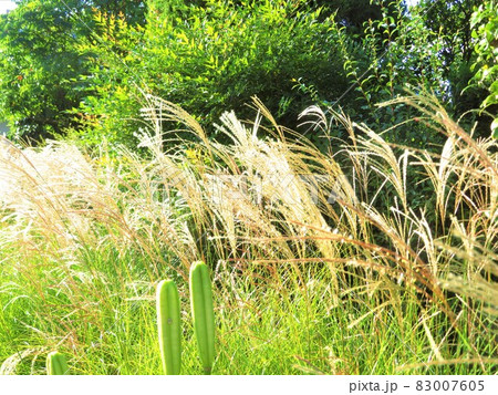 秋を感じさせるススキのある風景 83007605