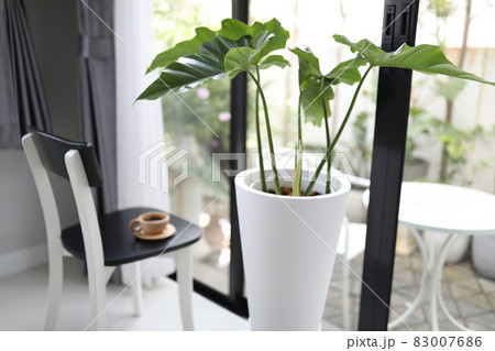 Giant Philodendron plant in white pot and coffee indoor interior Giant Philodendron plant in white pot and coffee indoor interior 83007686