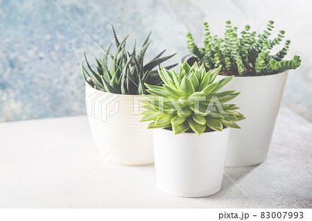 succulents in a white pots 83007993