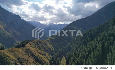 Mountain gorge is covered with coniferous trees. 83008214