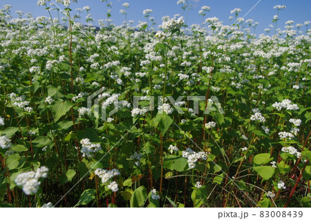 真っ白に咲きそろう蕎麦の花 真っ白に咲きそろう蕎麦の花 83008439