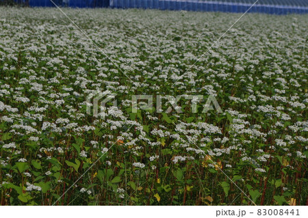 真っ白に咲きそろう蕎麦の花 真っ白に咲きそろう蕎麦の花 83008441