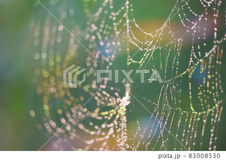 rain drop blurred spiderweb natural abstract colorful rainbow garden 83008530