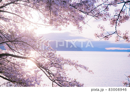 滋賀県高島市高海津大崎の桜と竹生島を撮影 滋賀県高島市高海津大崎の桜と竹生島を撮影 83008946