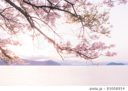 滋賀県高島市高海津大崎の桜と竹生島を撮影 83008954