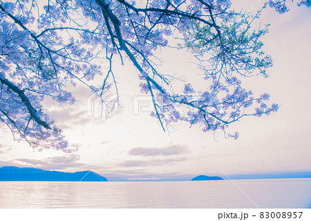 滋賀県高島市高海津大崎の桜と竹生島を撮影 83008957