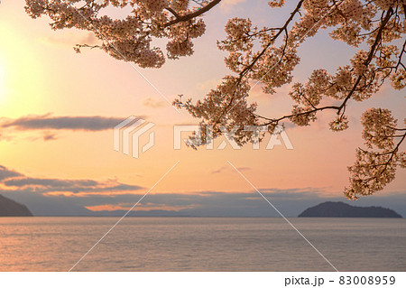 滋賀県高島市高海津大崎の桜と竹生島を撮影 83008959