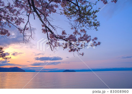 滋賀県高島市高海津大崎の桜と竹生島を撮影 83008960