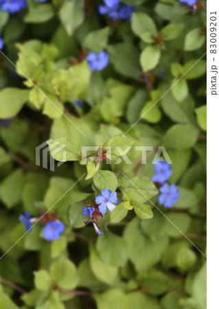 Blue Leadwort 83009201