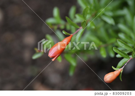 Dwarf pomegranate Dwarf pomegranate 83009203