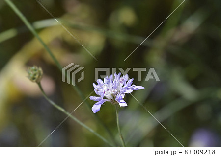 Transylvanian scabious 83009218