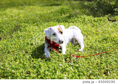 Young small breed dog with funny brown stain on face. Portrait of cute happy jack russel terrier doggy outdoors, walk in the park. 83009290