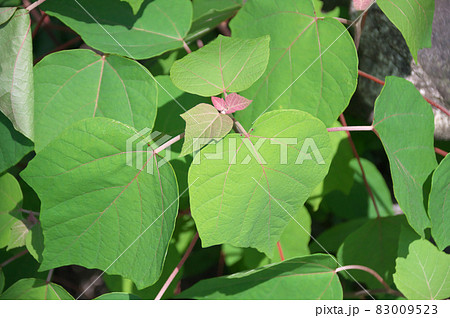 アカメガシワ 83009523