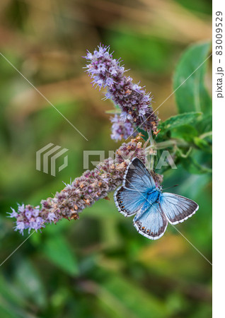 Sky blue butterfly Sky blue butterfly 83009529