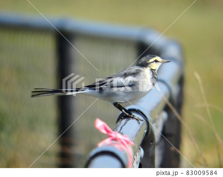 顔が黄色味かかっているハクセキレイの若鳥の写真素材