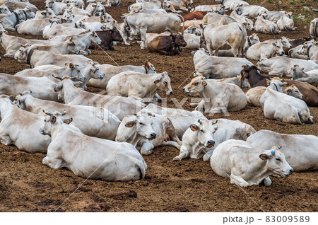 Group of white Cows Group of white Cows 83009589