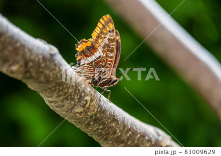 Brown, white and orange Butterfly Brown, white and orange Butterfly 83009629