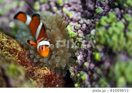 カクレクマノミとサンゴイソギンチャク 共生の写真素材