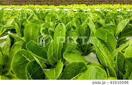 Farm for organic hydroponic vegetable growing Close-up of fresh lettuce leaves. Butterhead Salad lettuce plant with hydroponic vegetable leaves Organic food, agriculture, and hydroponics are all Farm for organic hydroponic vegetable growing Close-up of fresh lettuce leaves. Butterhead Salad lettuce plant with hydroponic vegetable leaves Organic food, agriculture, and hydroponics are all 83010096