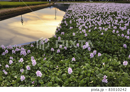 奈良県橿原市元薬師寺址の布袋葵を撮影 83010242