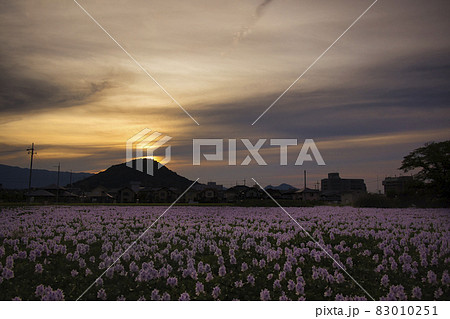 奈良県橿原市元薬師寺址の布袋葵を撮影 83010251