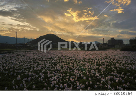 奈良県橿原市元薬師寺址の布袋葵を撮影 83010264