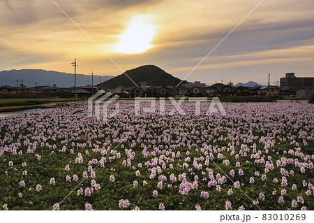 奈良県橿原市元薬師寺址の布袋葵を撮影 83010269