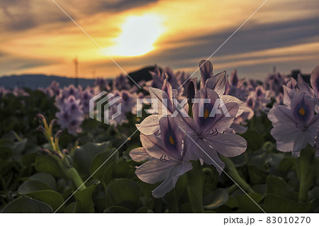 奈良県橿原市元薬師寺址の布袋葵を撮影 83010270