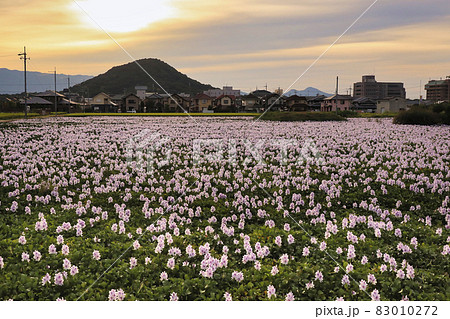 奈良県橿原市元薬師寺址の布袋葵を撮影 奈良県橿原市元薬師寺址の布袋葵を撮影 83010272