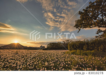 奈良県橿原市元薬師寺址の布袋葵を撮影 83010278