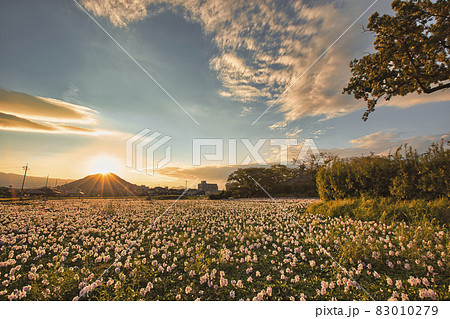 奈良県橿原市元薬師寺址の布袋葵を撮影 83010279