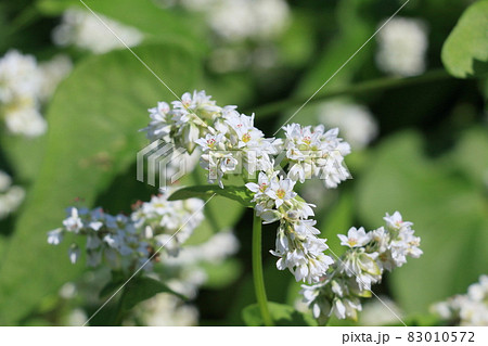 ソバの花 白い蕎麦の花 満開のそばの花の写真素材