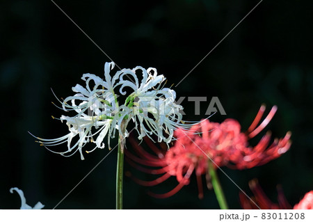 情熱の花 情熱の花 83011208