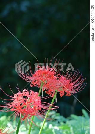 情熱の花 83011209