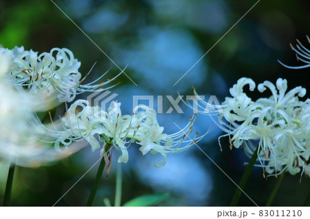 情熱の花 情熱の花 83011210