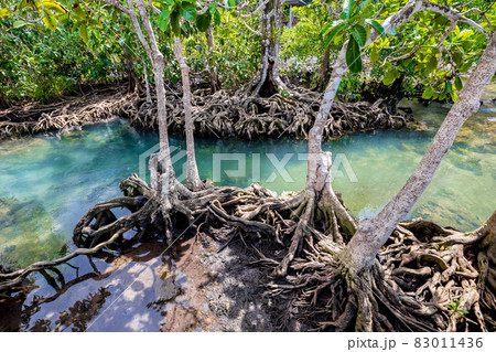 Tropical tree roots or Tha pom mangrove in swamp forest and flow water, Klong Song Nam, Thailand. Tropical tree roots or Tha pom mangrove in swamp forest and flow water, Klong Song Nam, Thailand. 83011436
