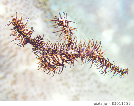 ニシキフウライウオ 83011559