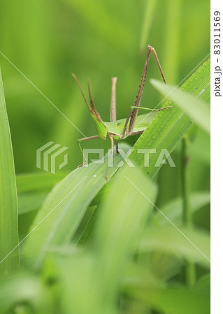 緑色のショウリョウバッタ 83011569