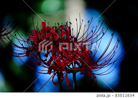 情熱の花 情熱の花 83011634