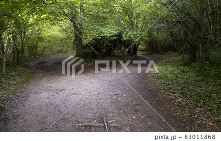 Deep path in the forest 83011868