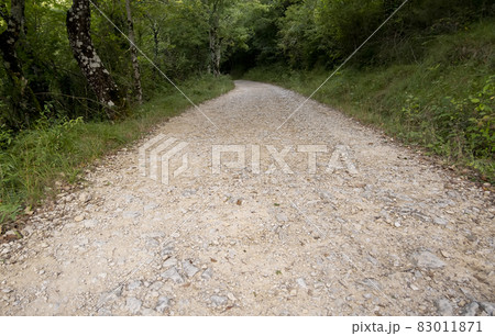 Deep path in the forest Deep path in the forest 83011871